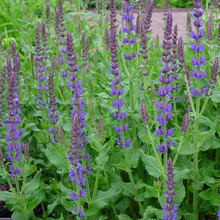 Salvia nemorosa 'Blue Hill' garden sage from North Creek Nurseries