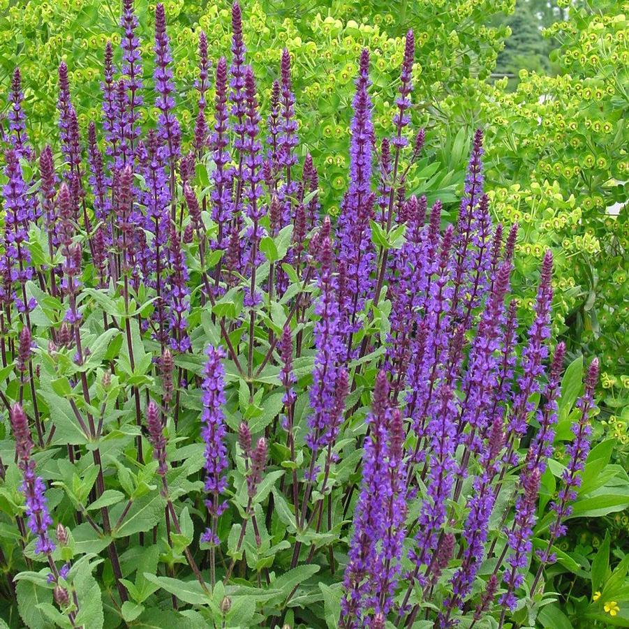 Salvia nemorosa 'Caradonna' garden sage from North Creek Nurseries