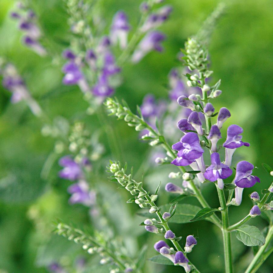 Scutellaria incana (hoary skullcap)