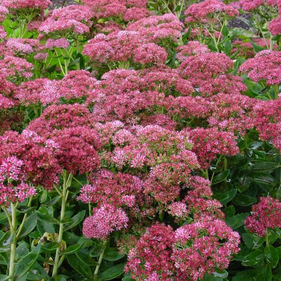 Sedum 'Autumn Fire' stonecrop from North Creek Nurseries