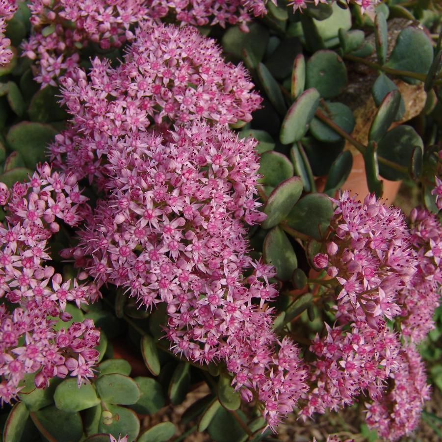 Sedum sieboldii '' stonecrop from North Creek Nurseries