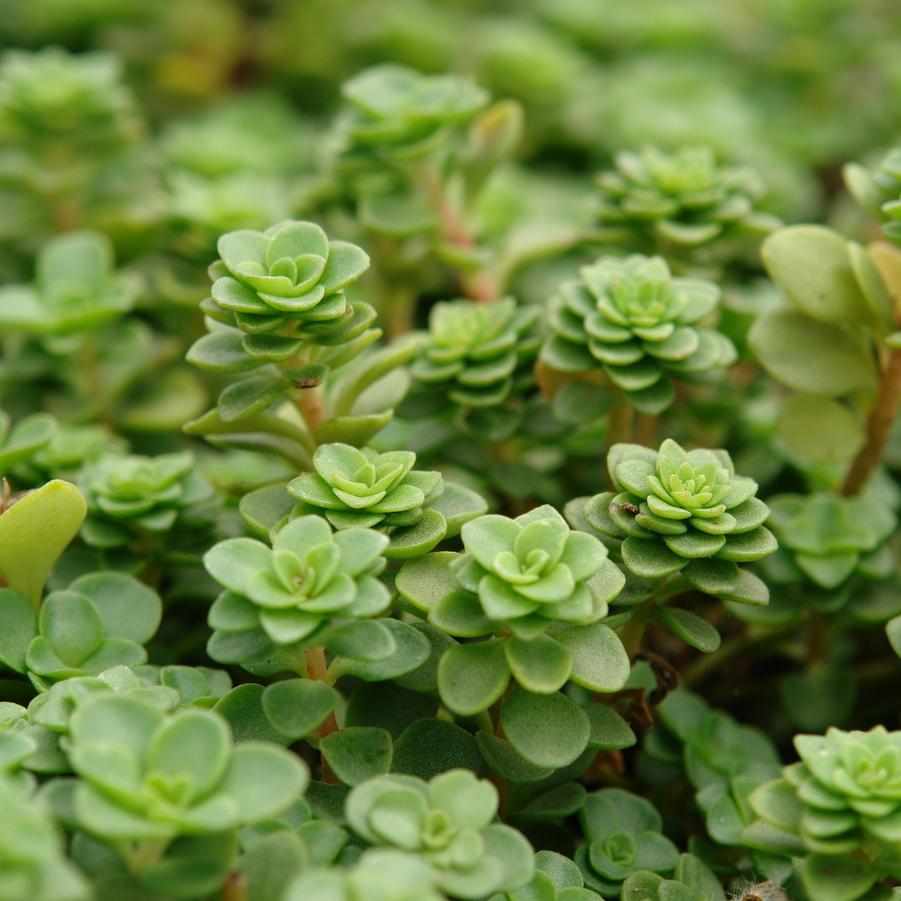 Sedum ternatum 'Larinem Park' (stonecrop)