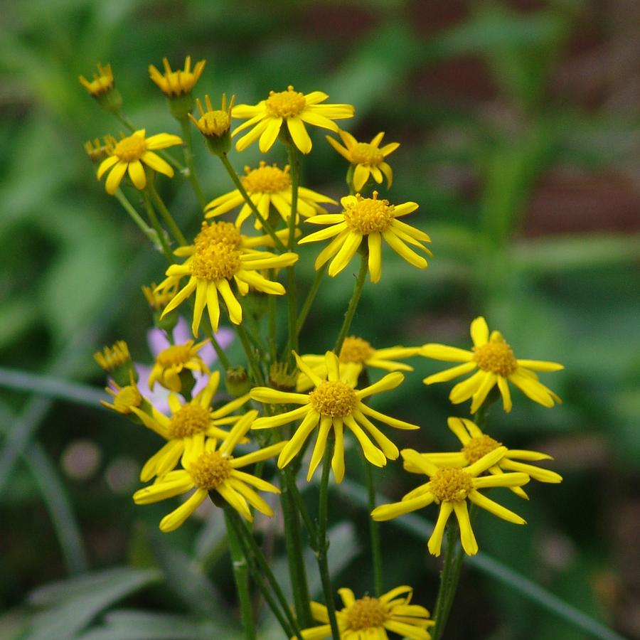 Packera aurea (golden ragwort)