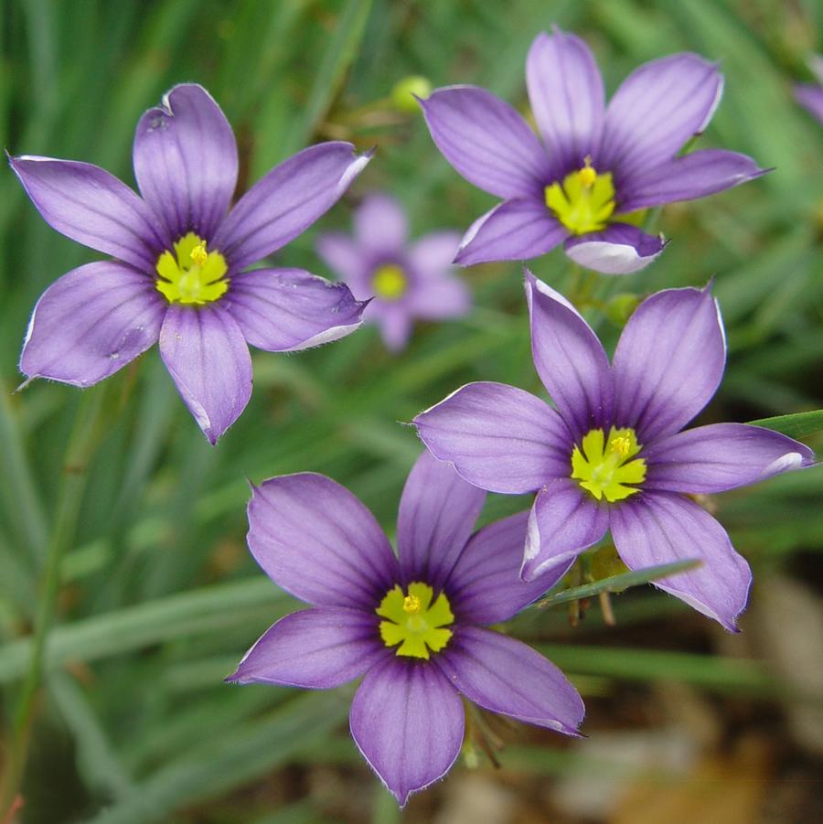 Sisyrinchium angustifolium 'Lucerne' (blue-eyed grass)