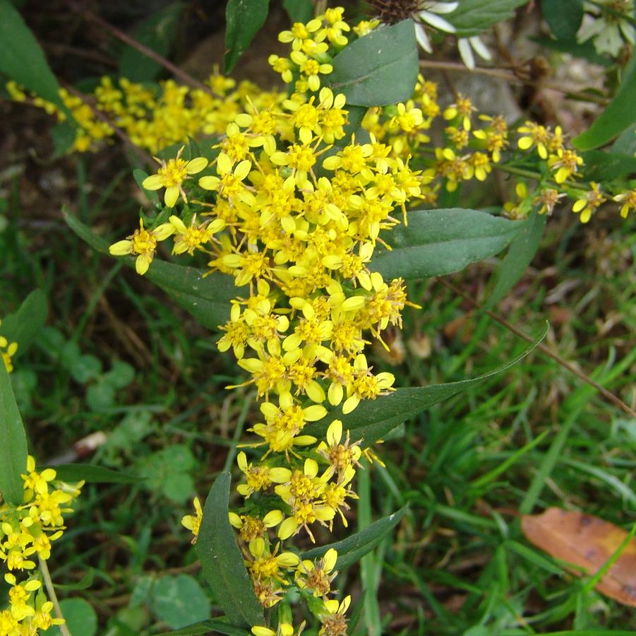 Solidago caesia bluestem goldenrod from North Creek Nurseries