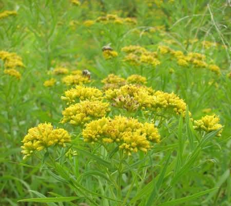 Solidago graminifolia '' flat-top goldenrod from North Creek Nurseries