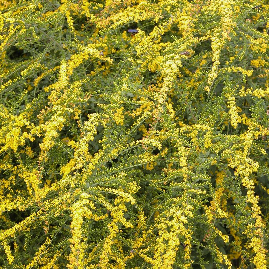 Solidago rugosa 'Fireworks' (goldenrod)