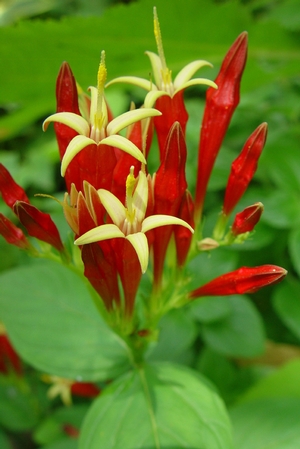 Spigelia Marilandica Indian Pink From North Creek Nurseries Spigelia Marilandica Indian Pink