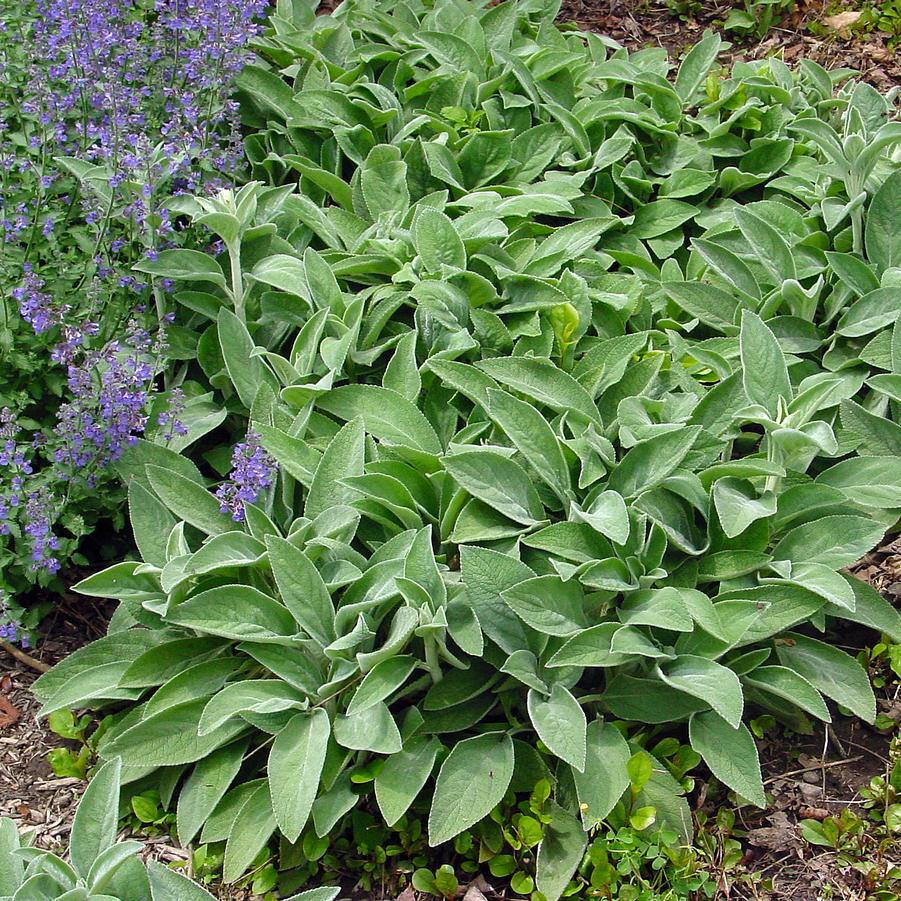 Stachys 'Helene Von Stein' (lamb's ears)