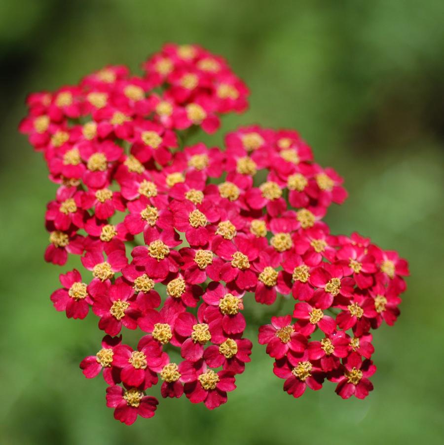 Achillea millefolium 'Paprika' (yarrow)