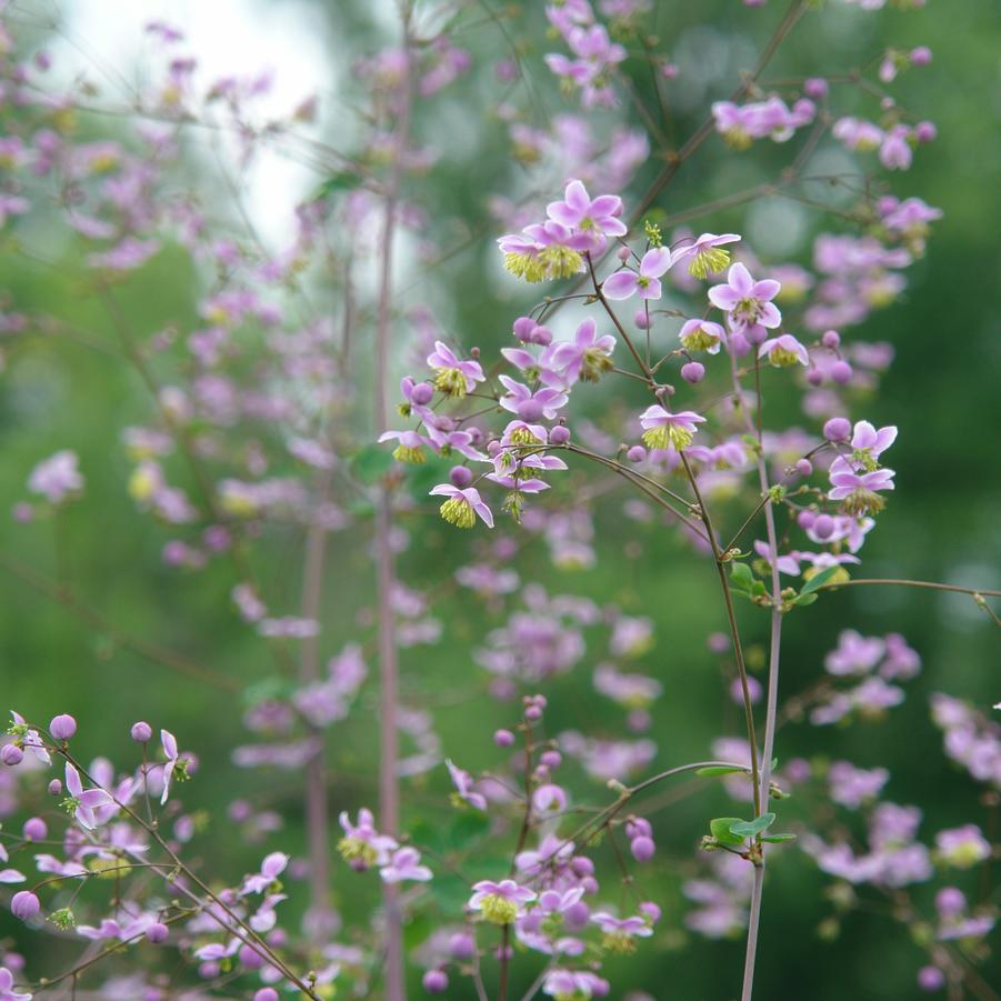 Thalictrum rochebrunianum '' giant meadow-rue from North Creek Nurseries