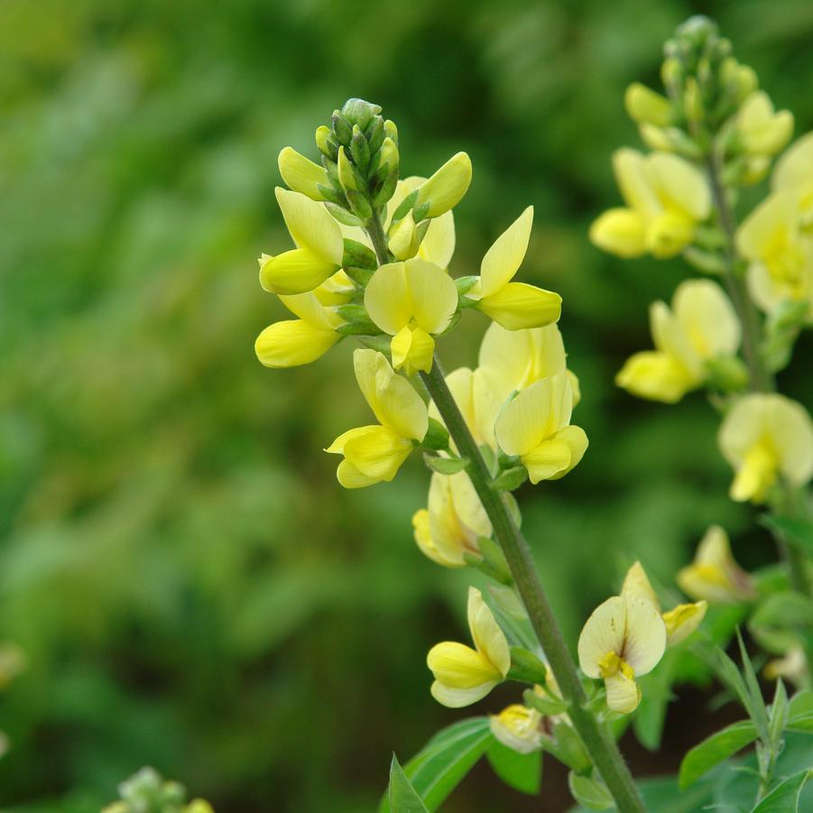 Thermopsis villosa '' Carolina Lupine from North Creek Nurseries