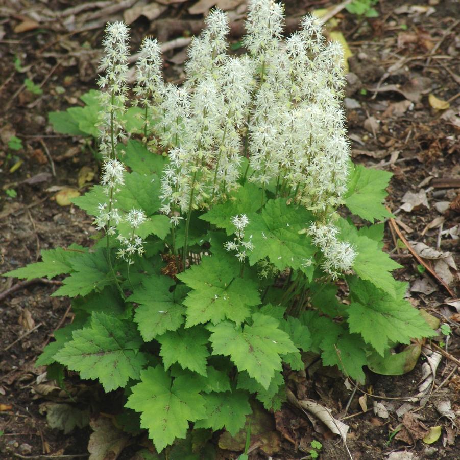 Tiarella cordifolia '' foamflower from North Creek Nurseries