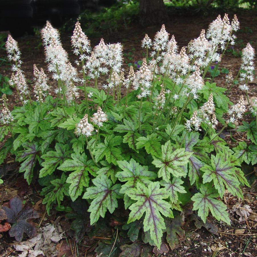 Tiarella 'Elizabeth Oliver' (foamflower)