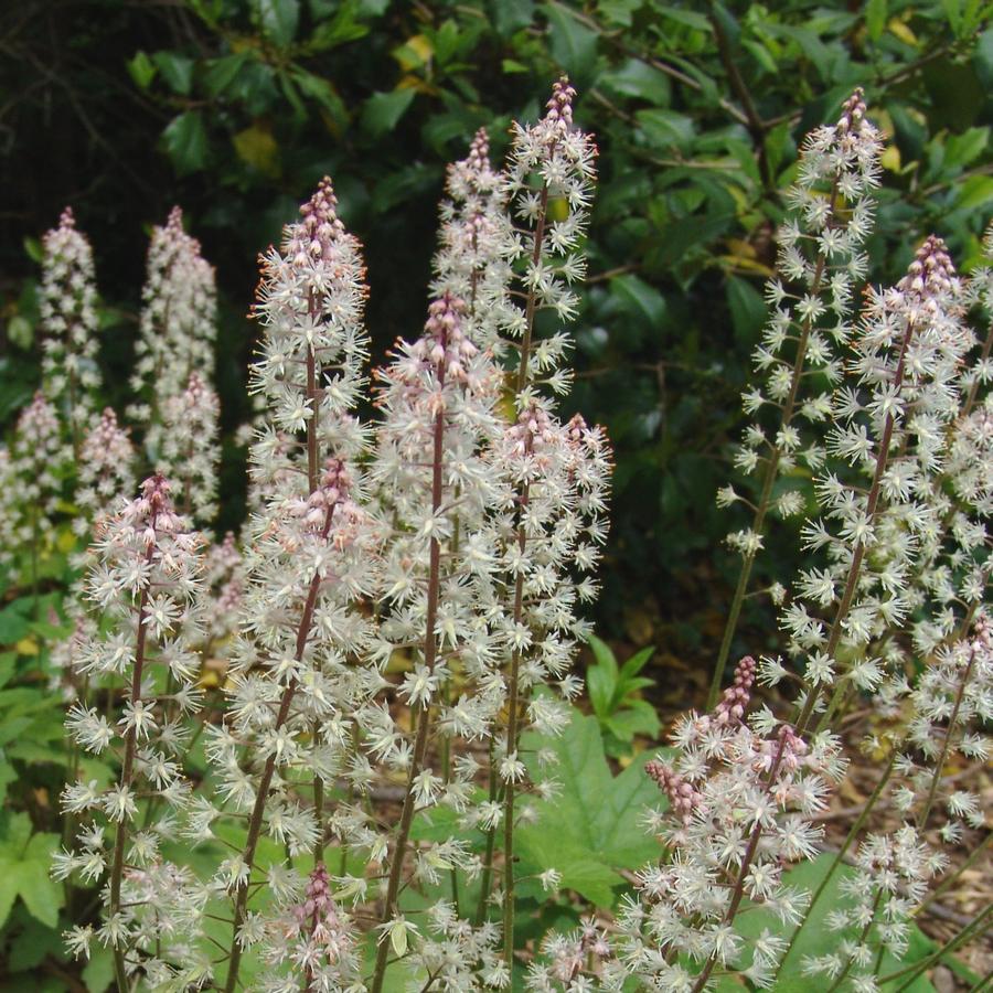 Tiarella cordifolia var. collina 'Oakleaf' foamflower from North Creek Nurseries