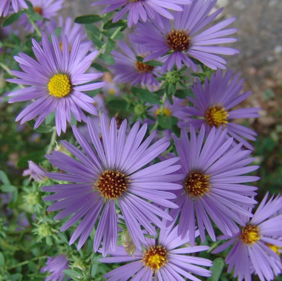 Aster oblongifolius 'October Skies' (aromatic aster)