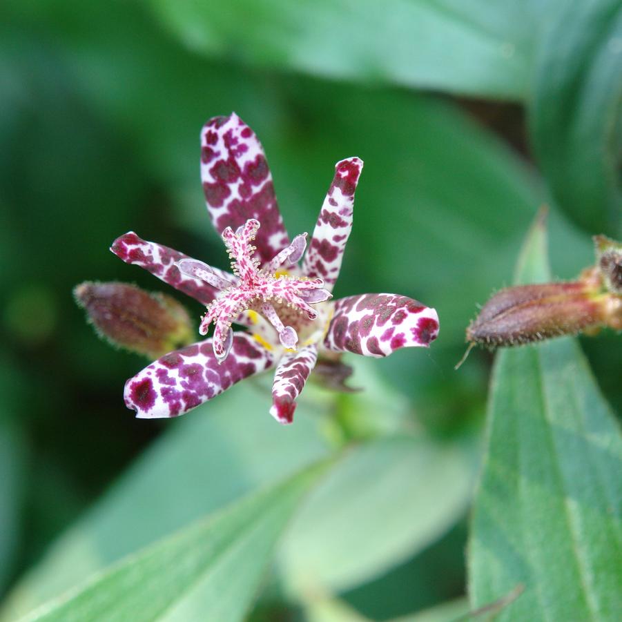 Tricyrtis 'Sinonome' toadlily from North Creek Nurseries