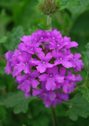 Verbena 'Homestead Purple' verbena from North Creek Nurseries