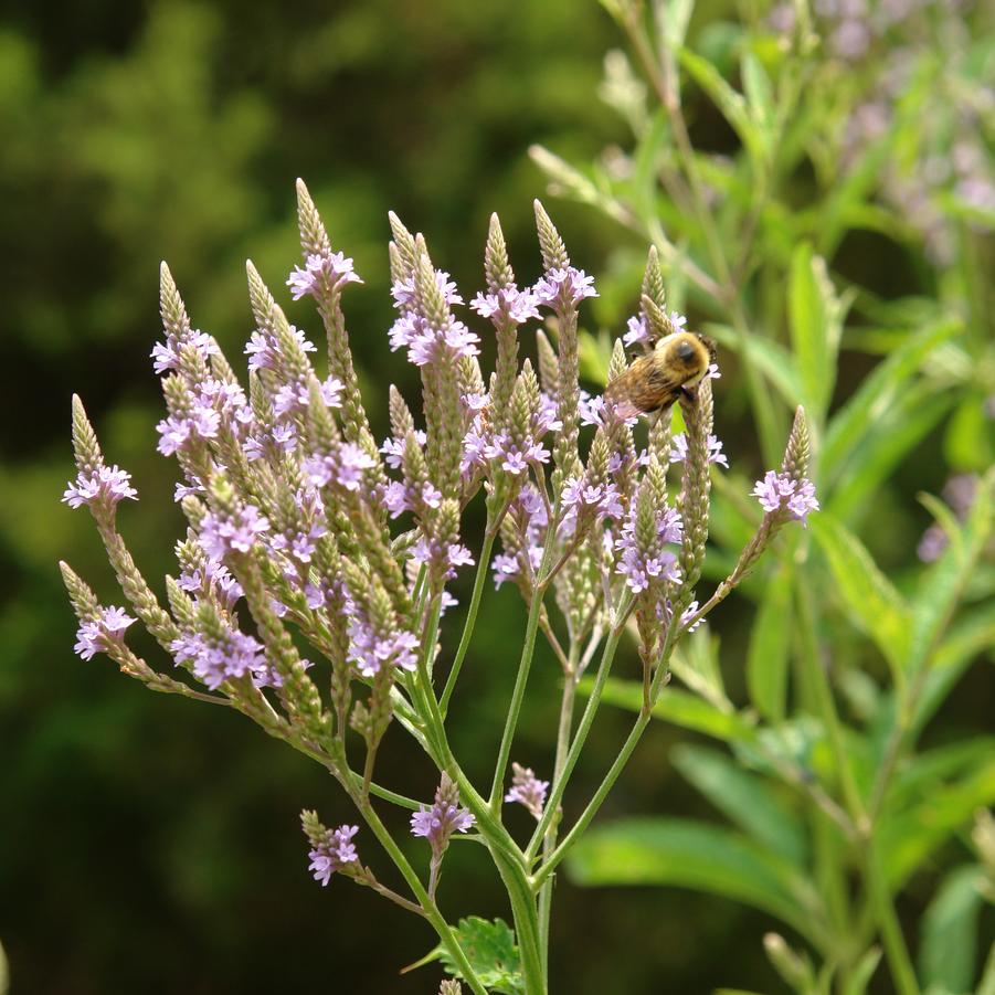 Verbena hastata (swamp verbena)