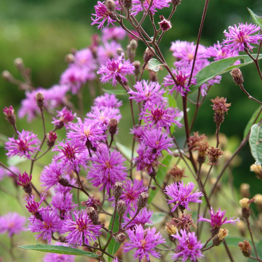 Vernonia noveboracensis (New York ironweed)