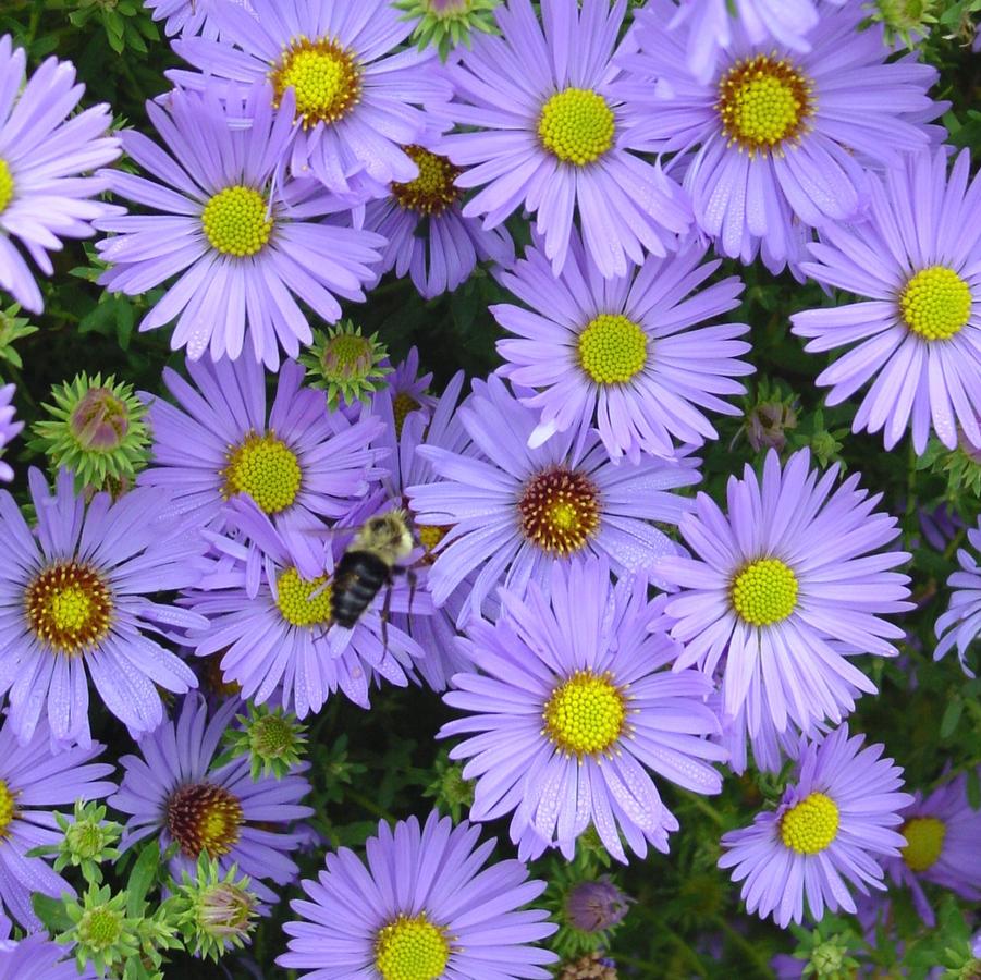 Aster oblongifolius 'Raydon's Favorite' (aromatic aster)