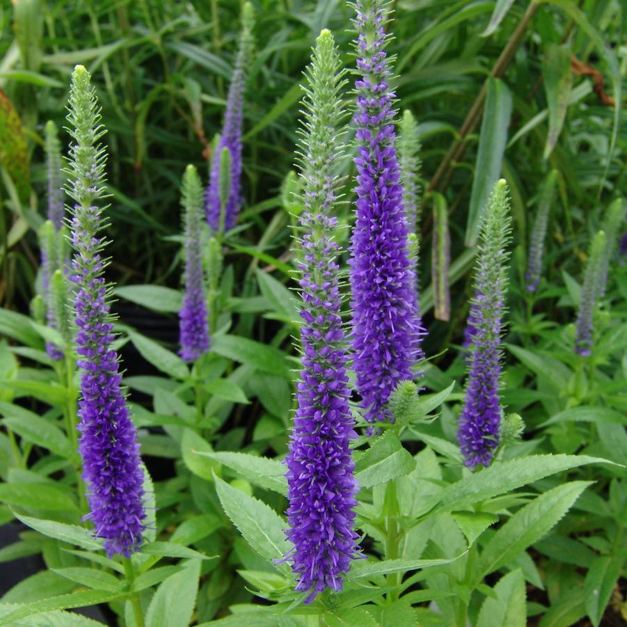 Veronica spicata 'Glory' speedwell from North Creek Nurseries