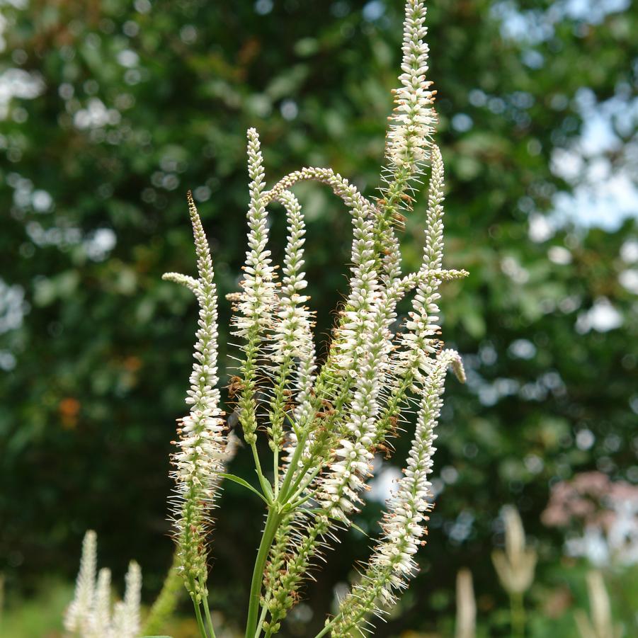 Veronicastrum virginicum (Culver's root)