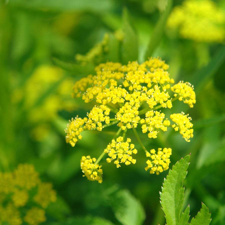 Zizia aurea (golden Alexanders)