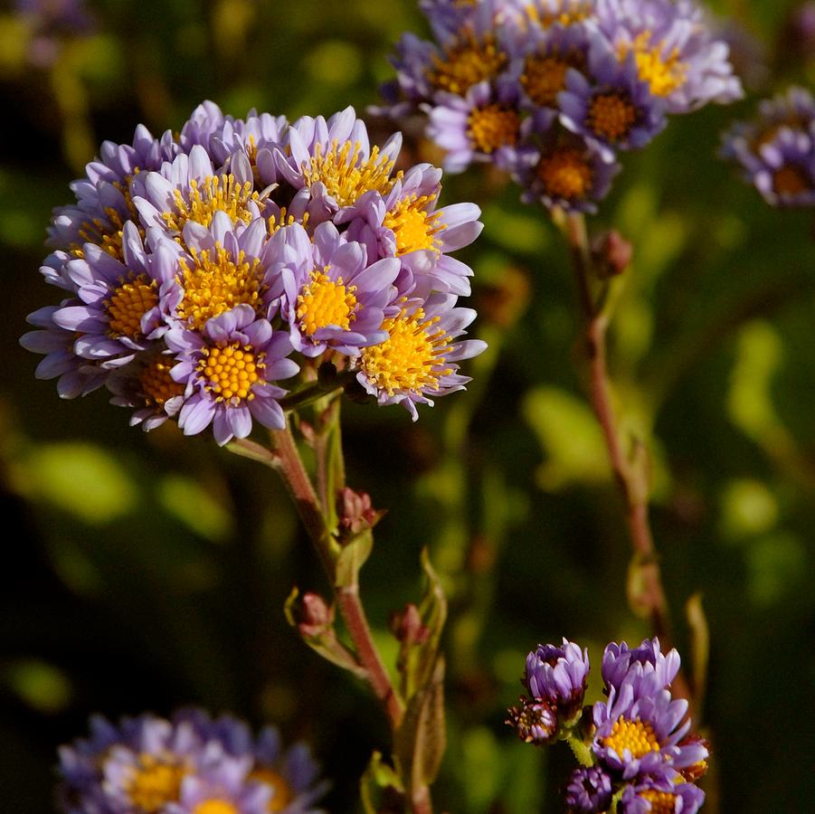 Aster tataricus 'Jindai' (tatarian daisy)