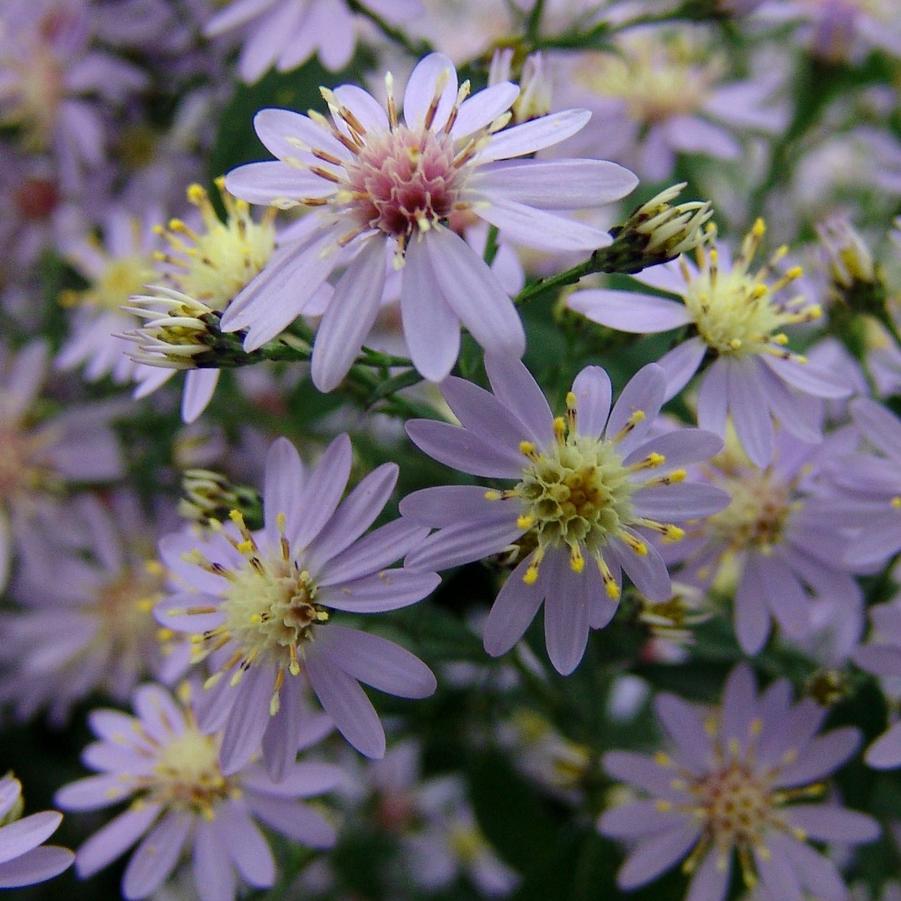 Aster cordifolius 'Avondale' blue wood aster from North Creek Nurseries