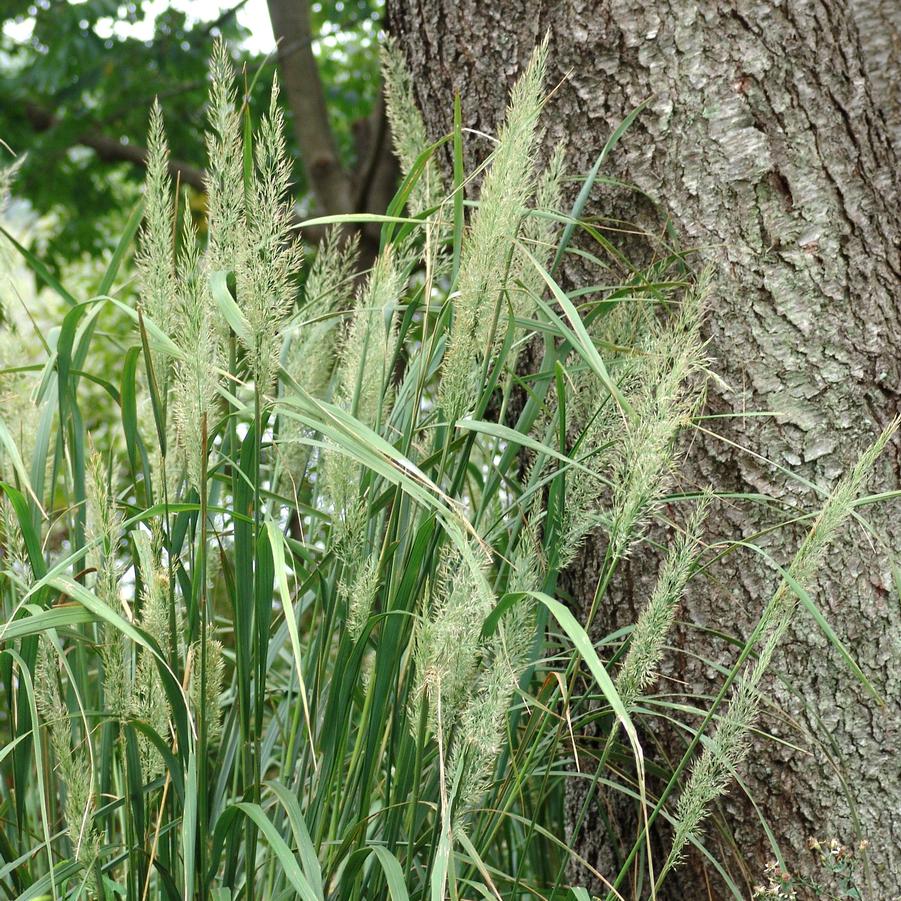 Calamagrostis brachytricha '' Korean feather reed grass from North Creek Nurseries