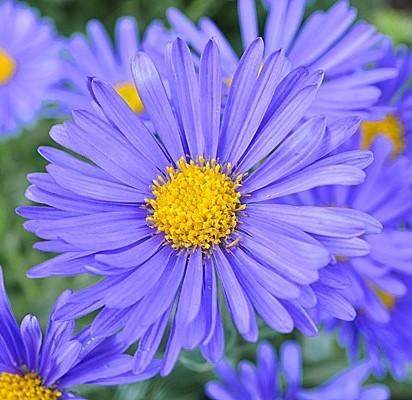 Aster 'Wood's Blue' (aster)