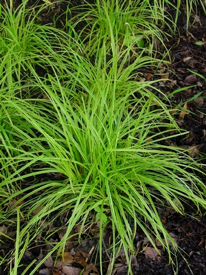 Carex dolichostachya Gold Fountains™ 'Kaga-nishiki' (Gold Fountains sedge)