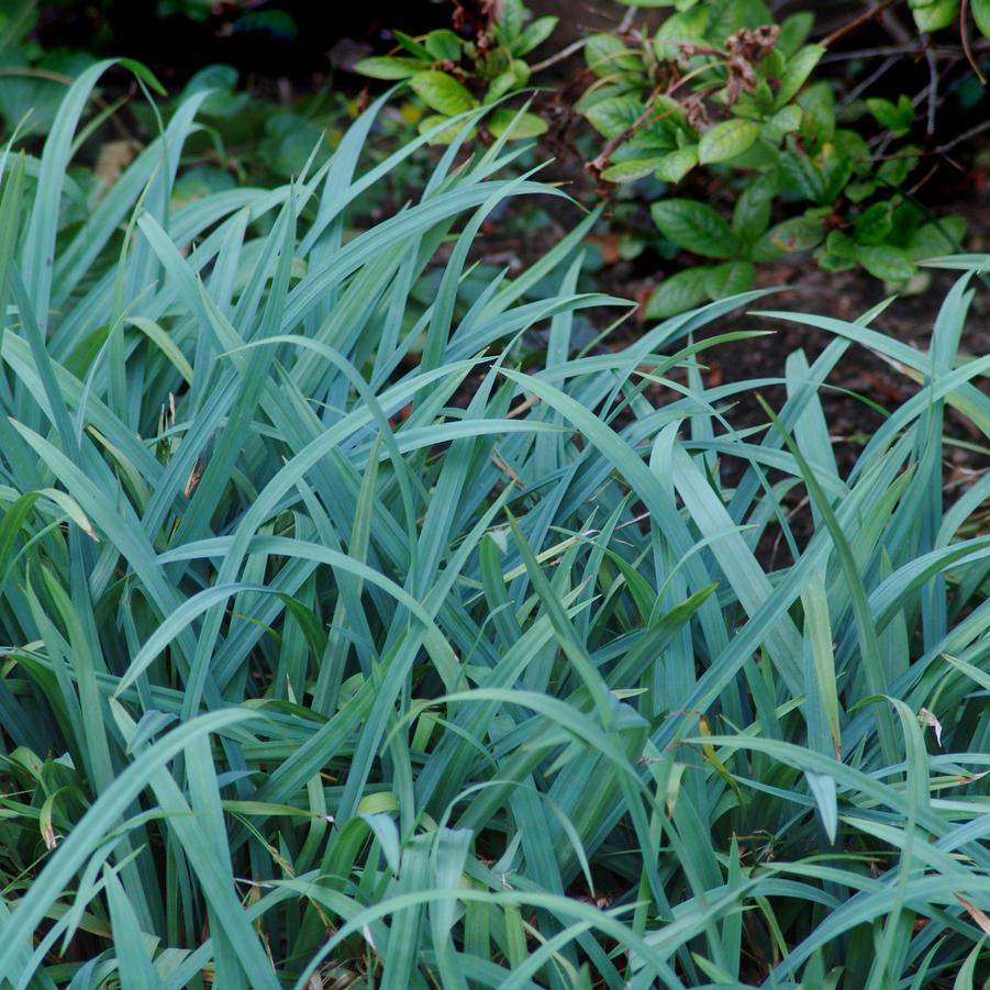 Carex flaccosperma (blue wood sedge)