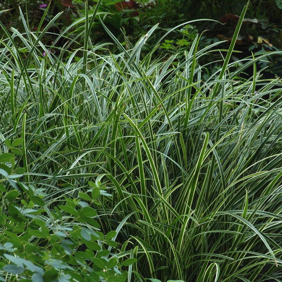 Carex morrowii 'Ice Dance' Japanese sedge from North Creek Nurseries