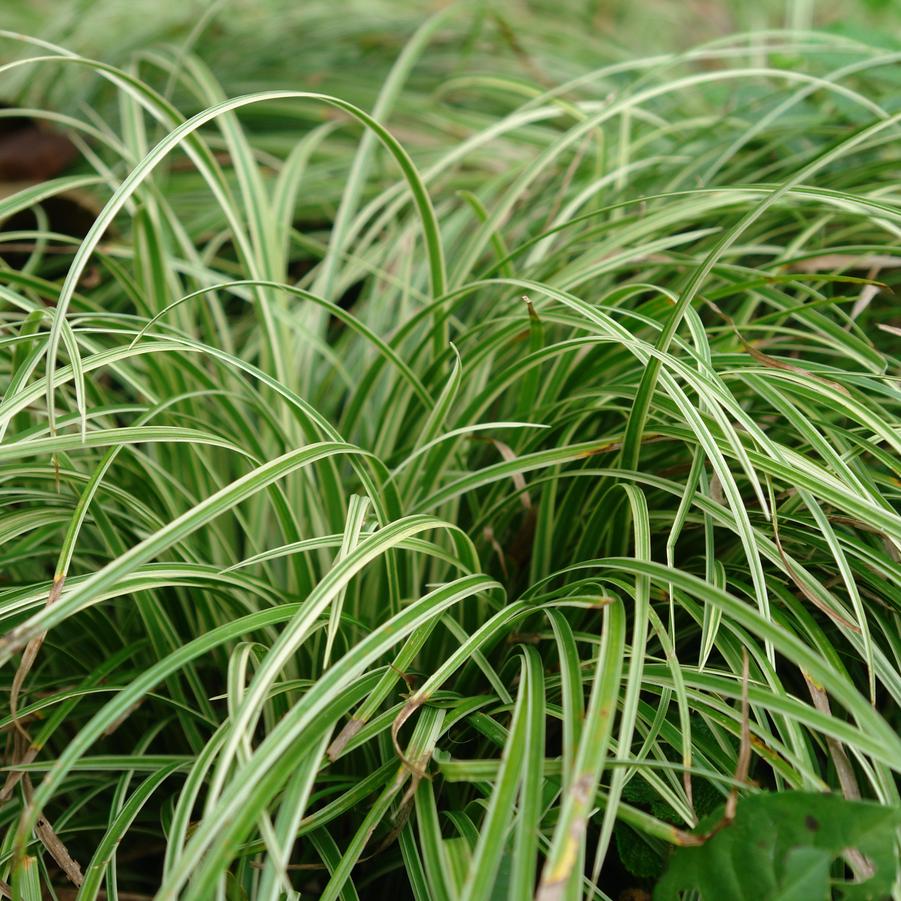 Carex 'Silver Sceptre' Japanese sedge from North Creek Nurseries