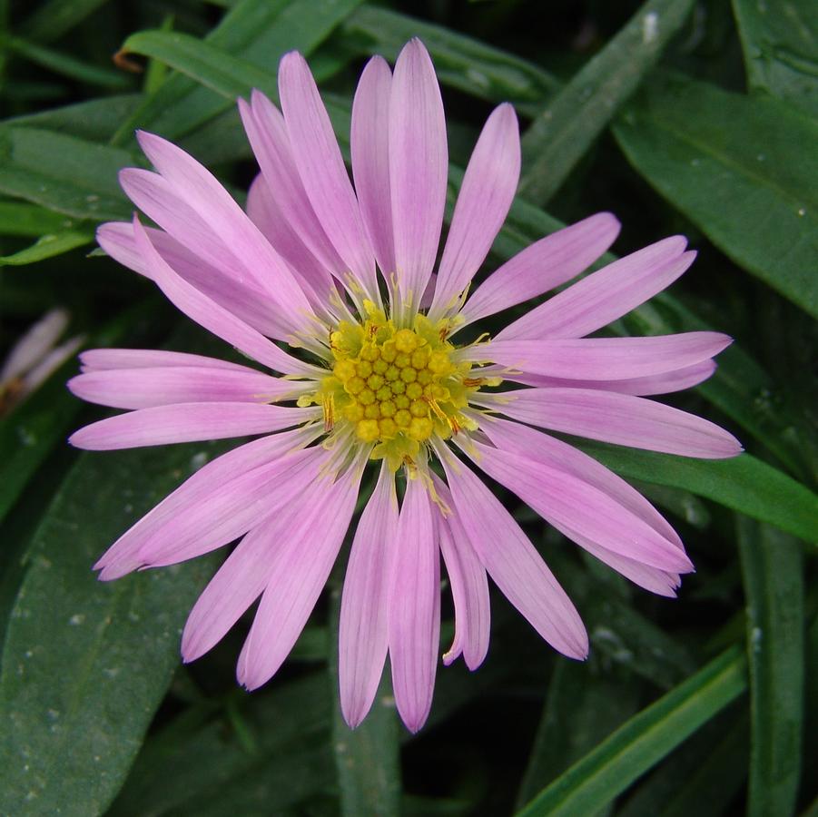 Aster 'Wood's Pink' (aster)