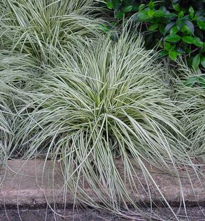 Carex oshimensis 'Evergold' (golden sedge)