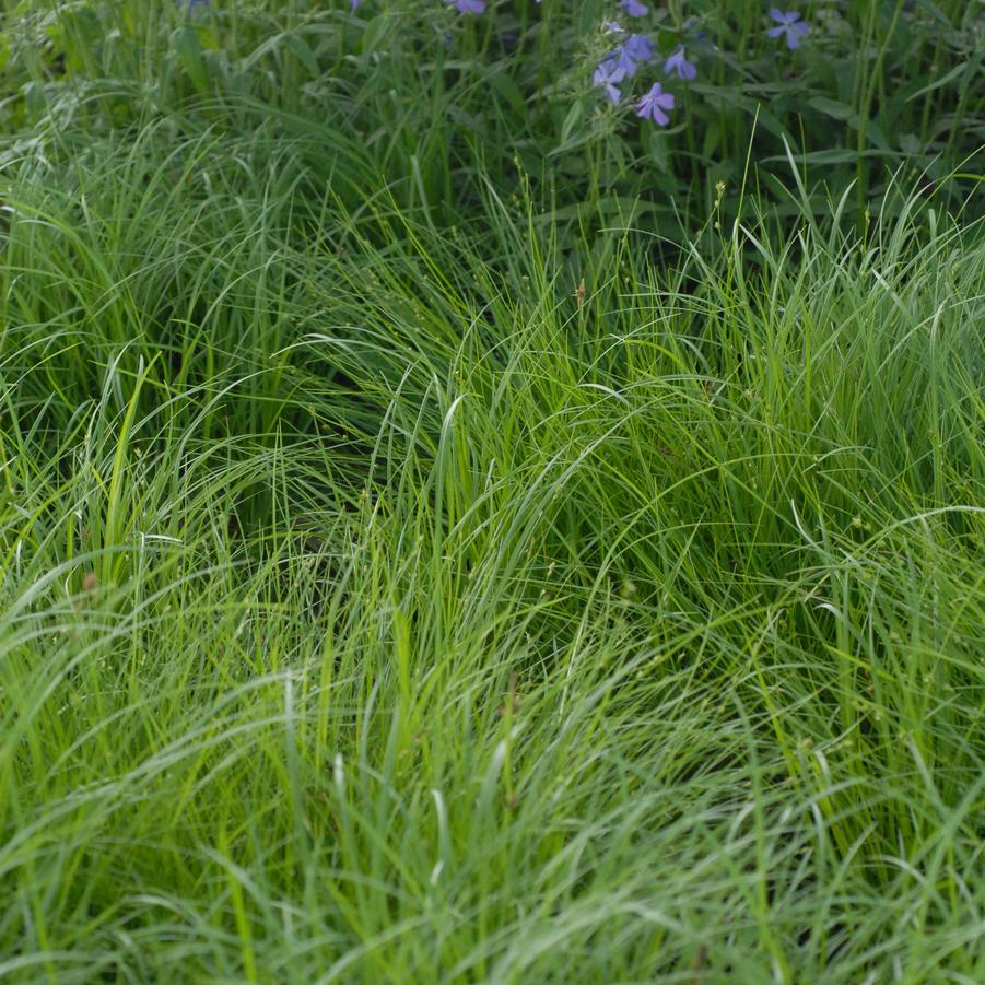 Carex pensylvanica '' oak sedge from North Creek Nurseries