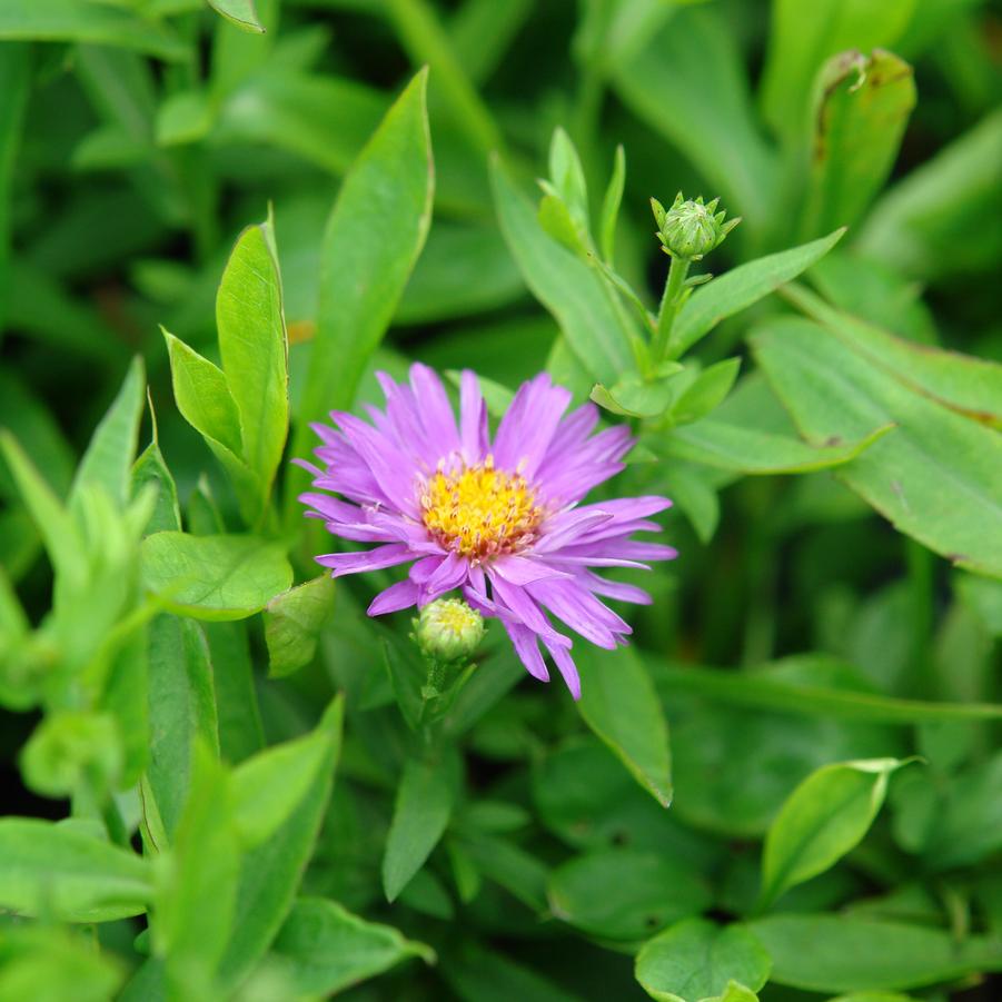 Aster 'Wood's Purple' (aster)