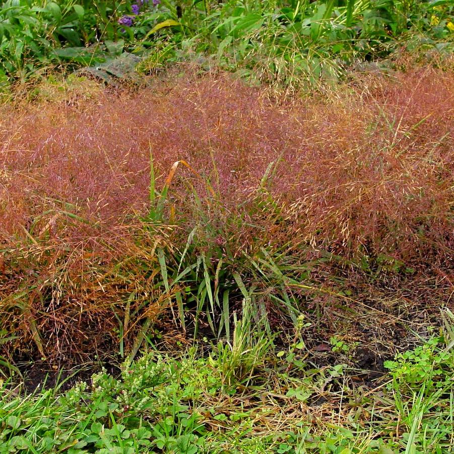 Eragrostis spectabilis '' purple lovegrass from North Creek Nurseries