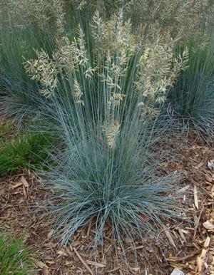 Festuca glauca 'Elijah Blue' (common blue fescue)