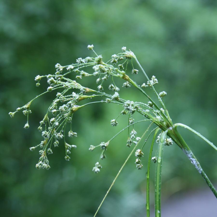 Scirpus cyperinus '' wool grass from North Creek Nurseries