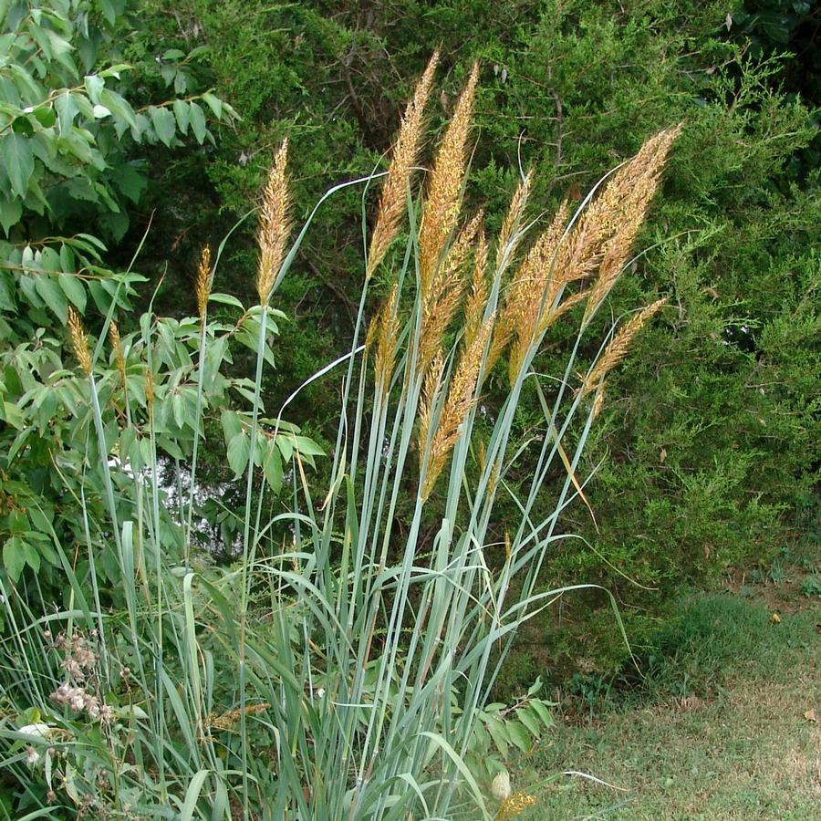 Sorghastrum nutans '' yellow prairie grass from North Creek Nurseries