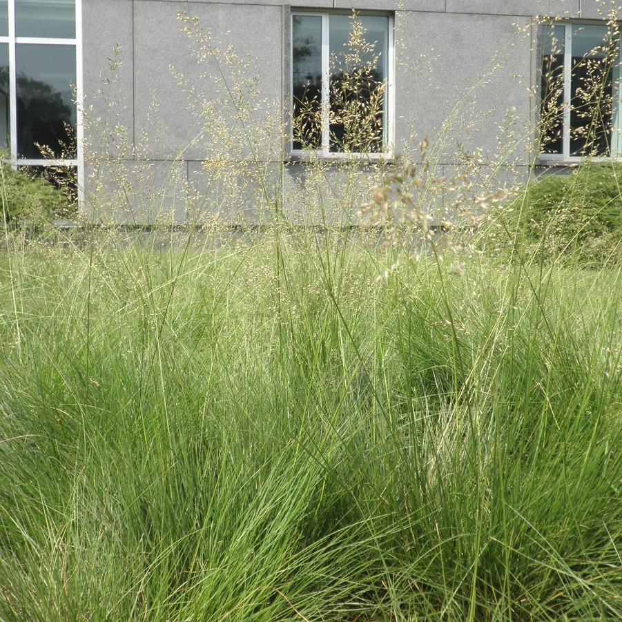 Sporobolus heterolepis '' prairie dropseed from North Creek Nurseries