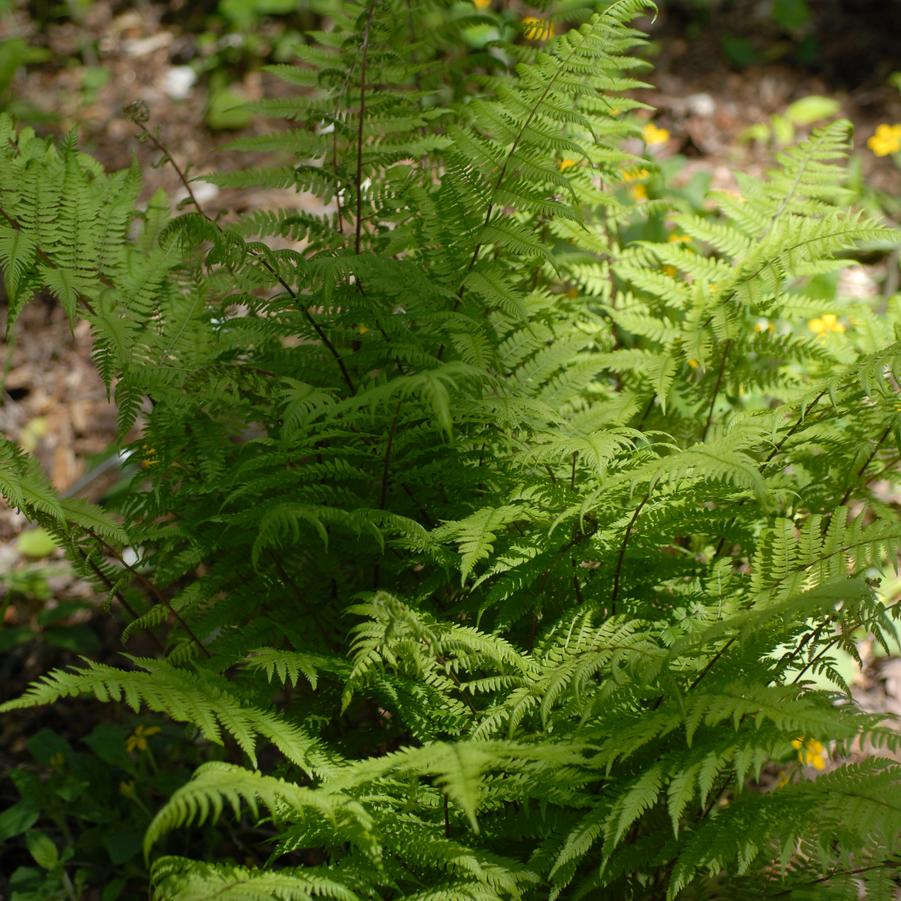 Athyrium angustum forma rubellum 'Lady in Red' lady fern from North Creek Nurseries