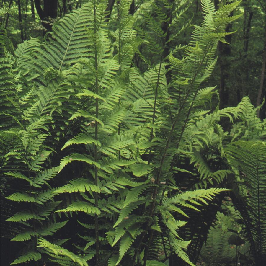 Dryopteris × australis '' southern woodfern from North Creek Nurseries