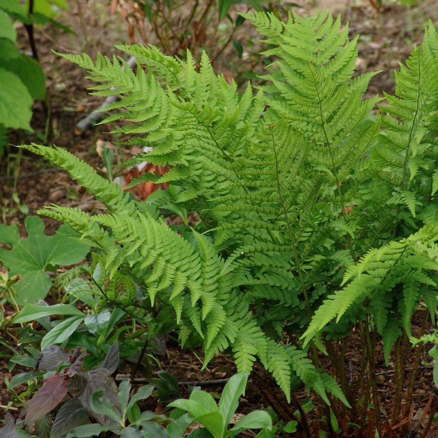 Dryopteris goldiana '' Goldie's woodfern from North Creek Nurseries