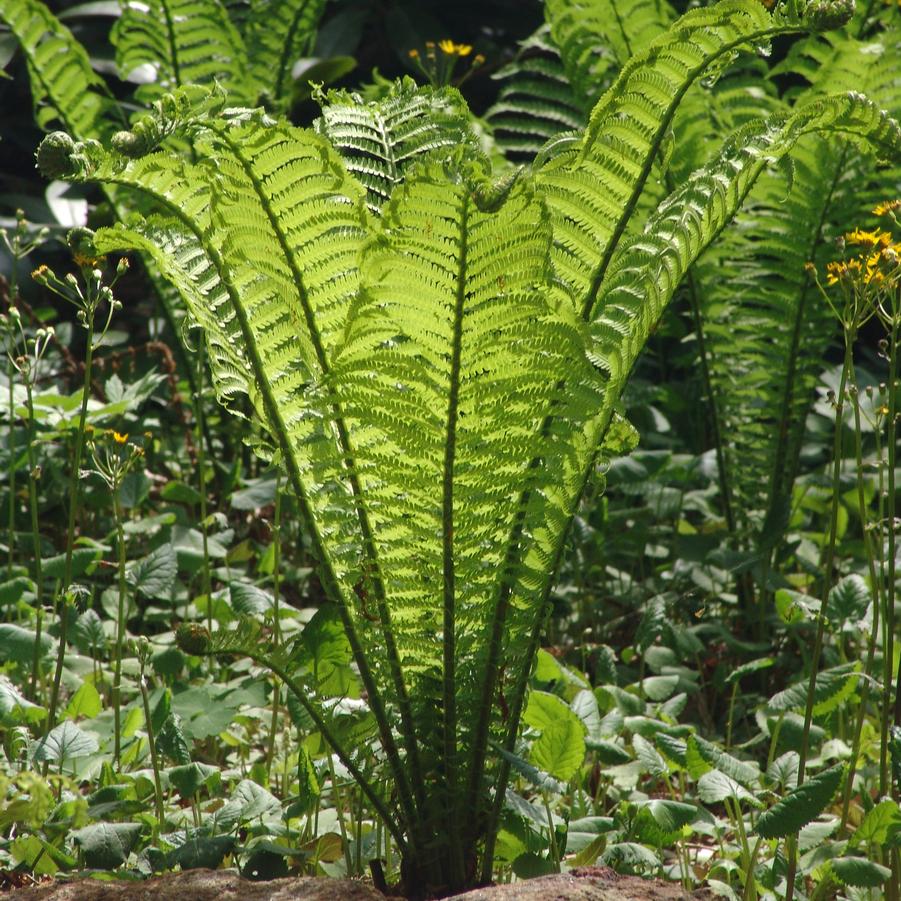 Matteuccia struthiopteris '' ostrich fern from North Creek Nurseries