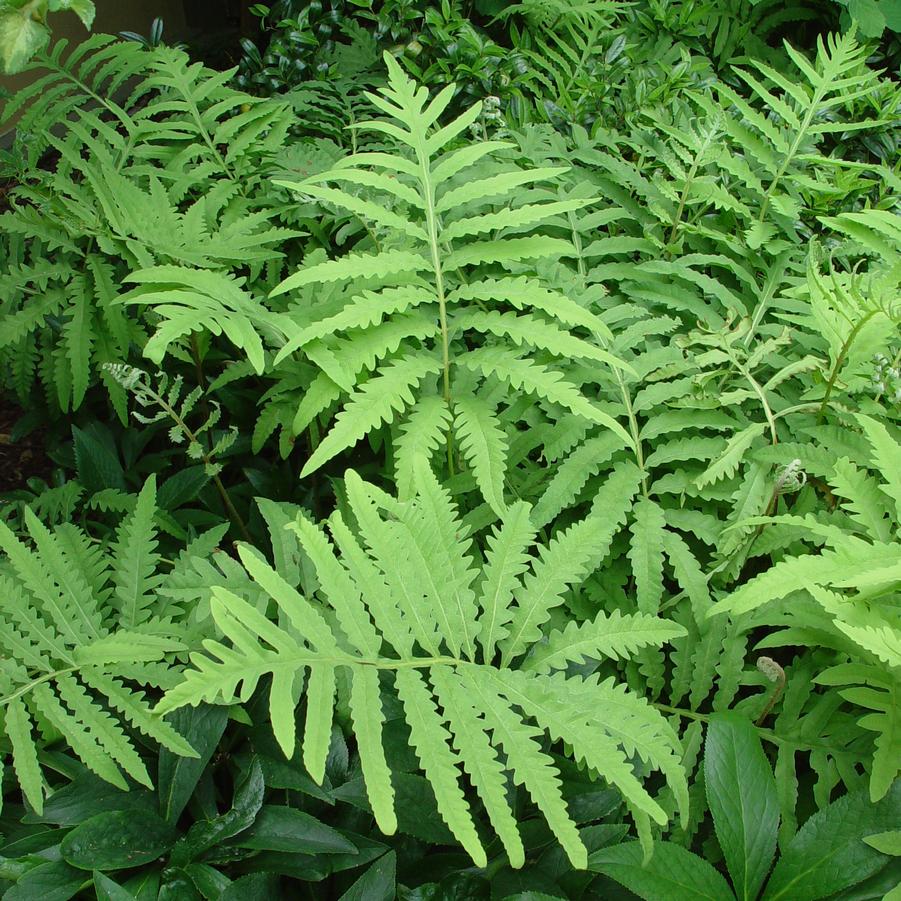 Onoclea sensibilis '' sensitive fern from North Creek Nurseries